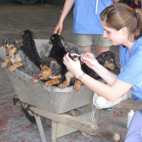 Give a gift that matters: a donation in your friend's name. Your gift will provide treatment for internal parasites for 15 puppies