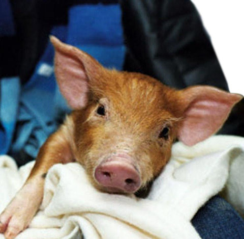 Give a gift that matters: a donation in your friend's name. Farm animals are counting on us to be there in their time of need.  Donations to the EMERGENCY RESCU
