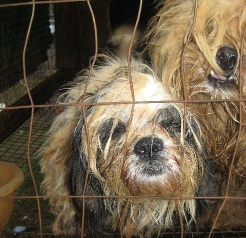 Give a gift that matters: a donation in your friend's name. Your gift will provide the necessary support to rescue a dog, like the one pictured here who we resc