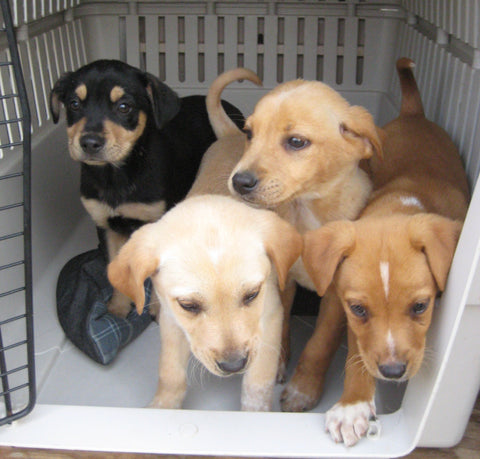 Give a gift that matters: a donation in your friend's name. Your donation will provide one desperately needed spay/neuter surgery. IDA India performs nearly 1,0