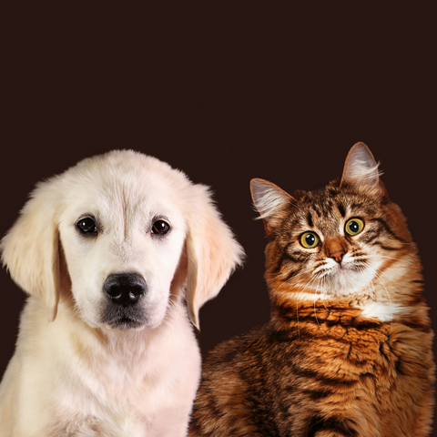 Support Your Favorite Animal Welfare Nonprofit