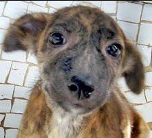 Give a gift that matters: a donation in your friend's name. Your gift will help provide relief for one injured or sick animal with help from IDA India’s ambulan
